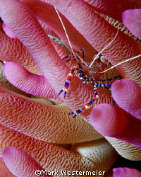 In the Pink - Image taken in Bonaire with a Nikon D100, 1... by Mark Westermeier 